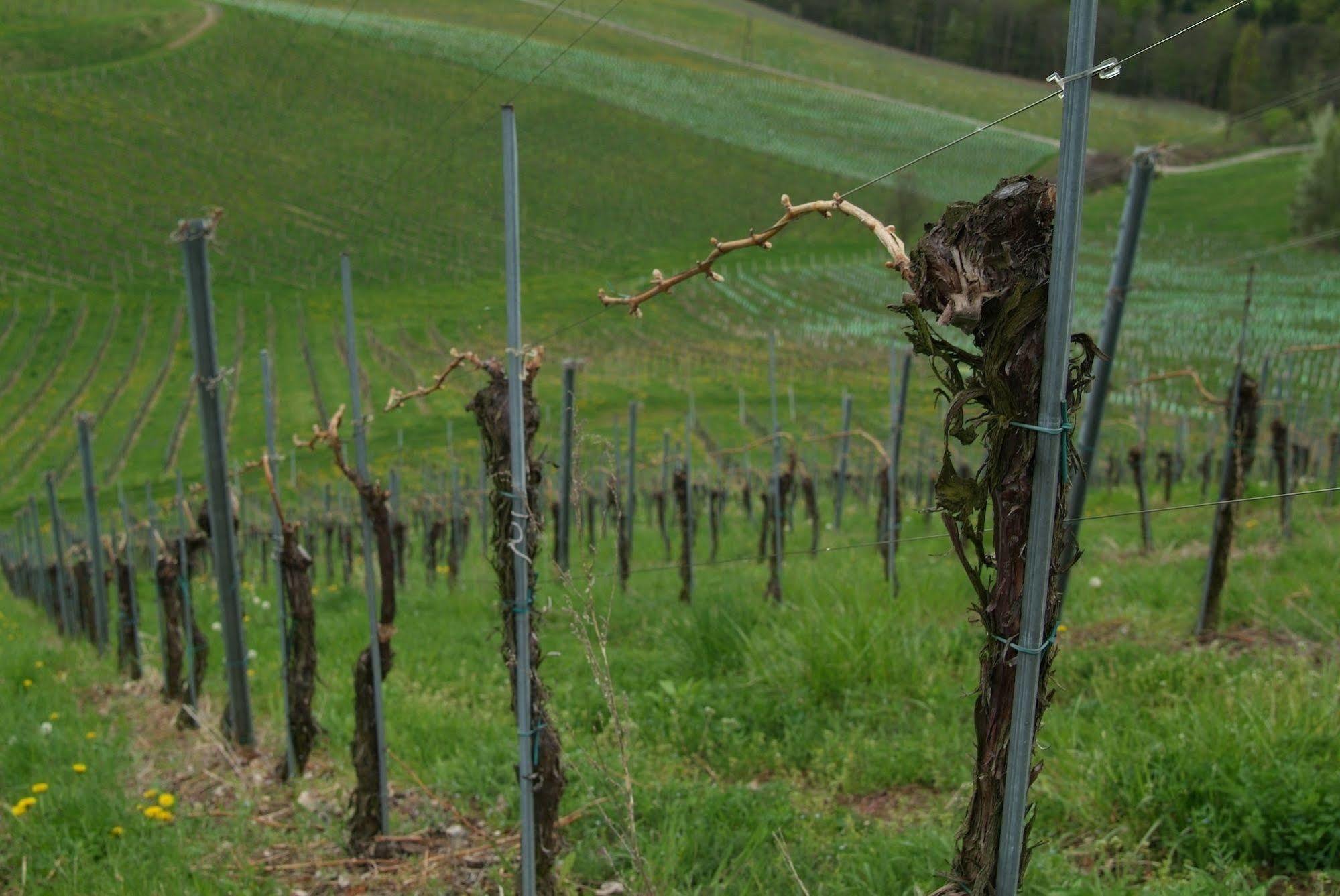 Weingut Primus Suedsteiermark Spielfeld Extérieur photo