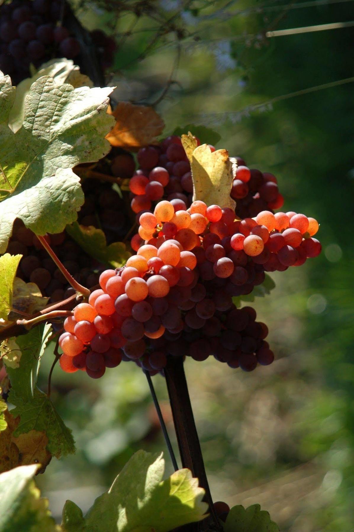 Weingut Primus Suedsteiermark Spielfeld Extérieur photo
