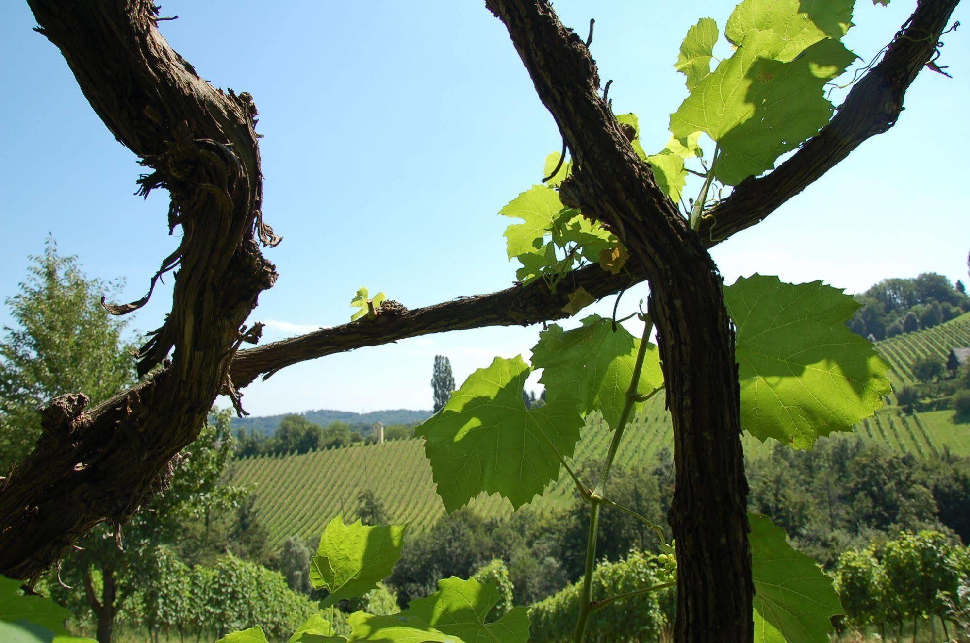 Weingut Primus Suedsteiermark Spielfeld Extérieur photo